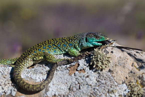 Lucertola ocellata - Ocellated lizard (Timon lepidus)