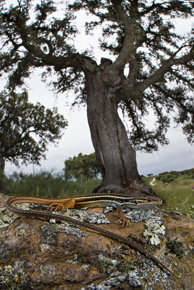 Lucertola striata - Large psammodromus (Psammodromus algirus)