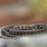 Natrice viperina - Viperine water snake (Natrix maura)