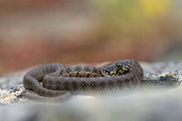 Natrice viperina - Viperine water snake (Natrix maura)