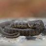 Natrice viperina - Viperine water snake (Natrix maura)