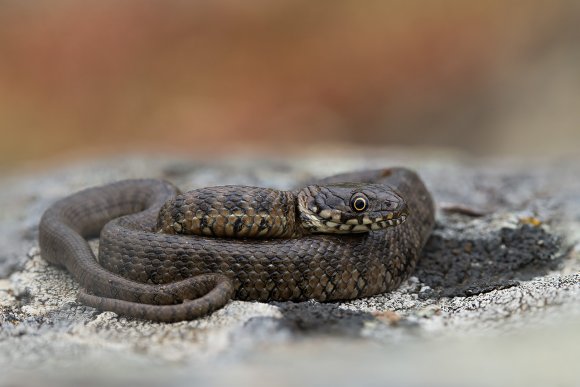 Natrice viperina - Viperine water snake (Natrix maura)