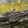 Colubro lacertino - Montpellier snake (Malpolon monspessulanus)