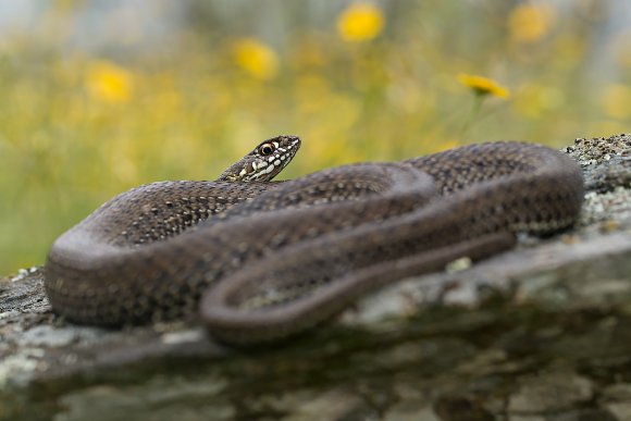 Colubro lacertino - Montpellier snake (Malpolon monspessulanus)