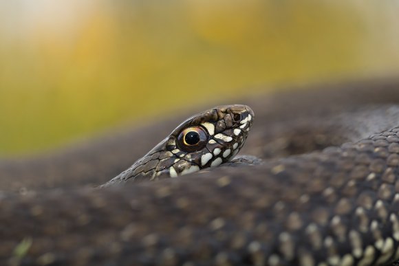 Colubro lacertino - Montpellier snake (Malpolon monspessulanus)