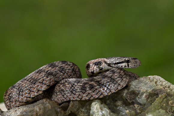 Colubro di Riccioli - Southern Smoot Snake (Coronella Girondica)