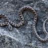 Colubro di Riccioli - Southern Smoot Snake (Coronella Girondica)