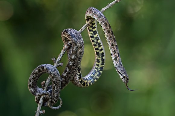 Colubro di Riccioli - Southern Smoot Snake (Coronella Girondica)