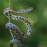 Colubro di Riccioli - Southern Smoot Snake (Coronella Girondica)