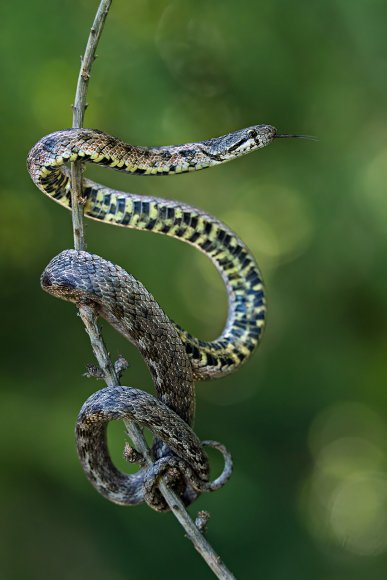Colubro di Riccioli - Southern Smoot Snake (Coronella Girondica)