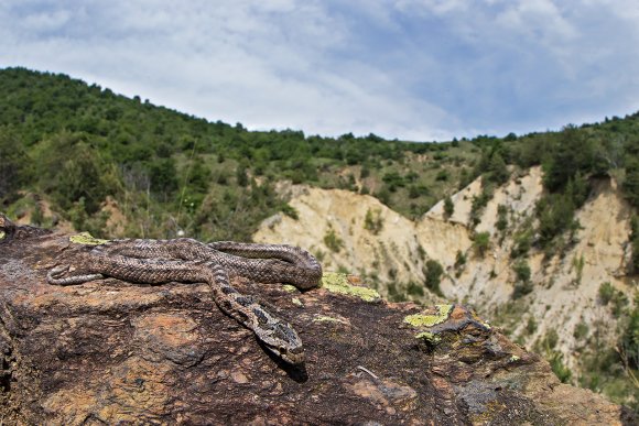 Colubro di Riccioli - Southern Smooth Snake (Coronella Girondica)