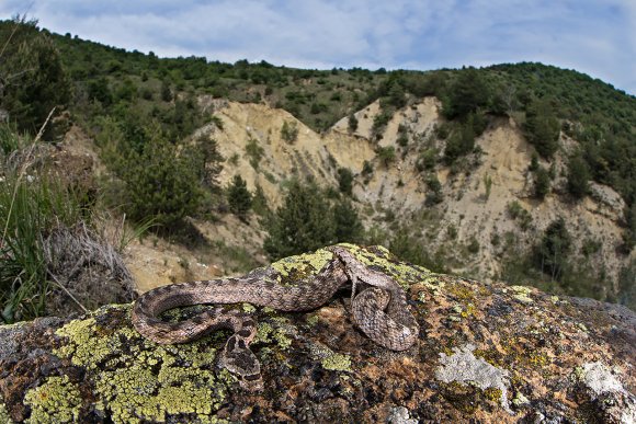 Colubro di Riccioli - Southern Smooth Snake (Coronella Girondica)