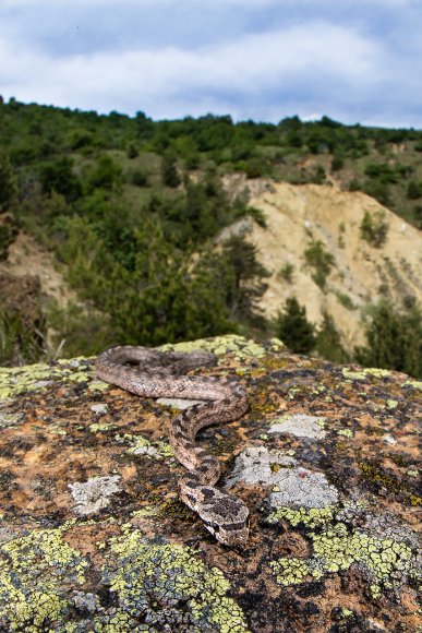 Colubro di Riccioli - Southern Smooth Snake (Coronella Girondica)