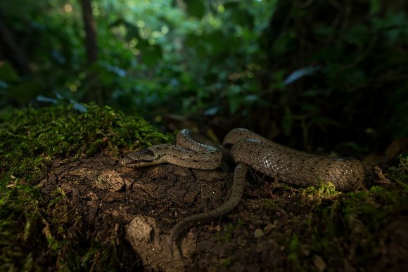 Colubro liscio - Smoot snake (Coronella austriaca)