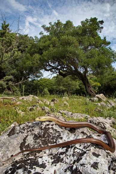 Lucertola di vetro - Pallas' glass lizard  (Pseudopus apodus)