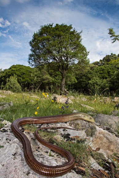 Lucertola di vetro - Pallas' glass lizard  (Pseudopus apodus)