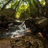 Natrice viperina - Viperine water snake (Natrix maura)