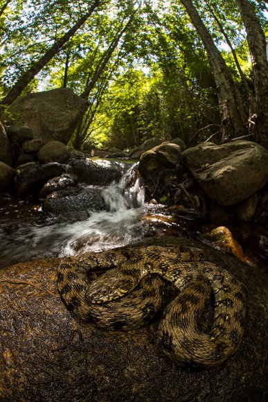 Natrice viperina - Viperine water snake (Natrix maura)