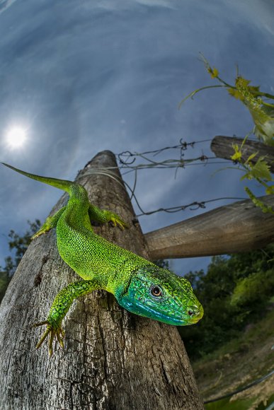 Ramarro - Green lizard