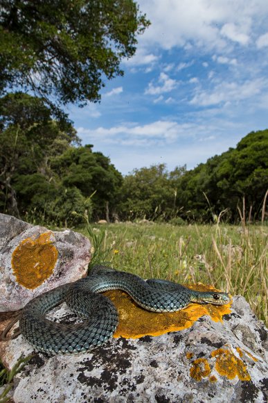 Colubro lacertino - Montpellier snake (Malpolon insignitus fuscus)