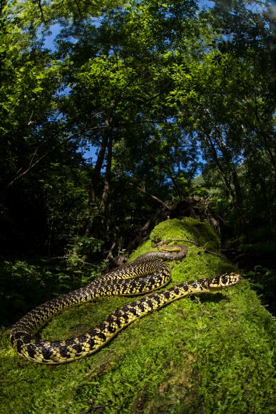 Biacco - Western whip snake (Hierophis viridiflavus)