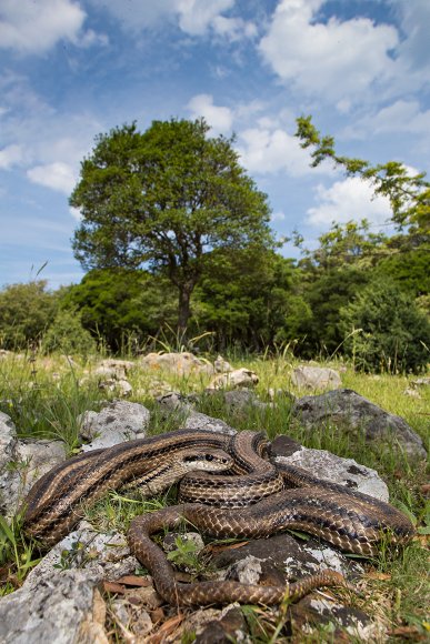 Cervone -Four-lined snake (Elaphe quatuorlineata)  