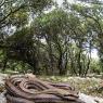 Cervone -Four-lined snake (Elaphe quatuorlineata)  