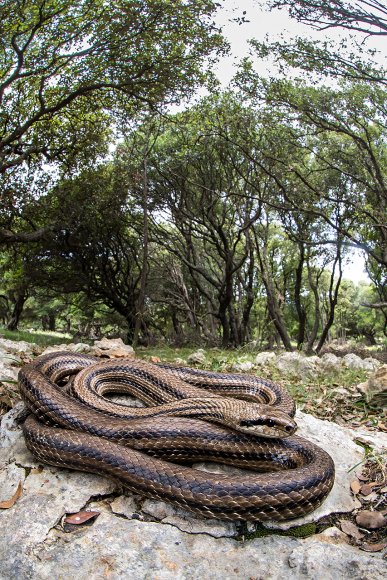 Cervone -Four-lined snake (Elaphe quatuorlineata)  