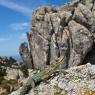 Lucertola di Bedriaga - Bedriaga's lizard