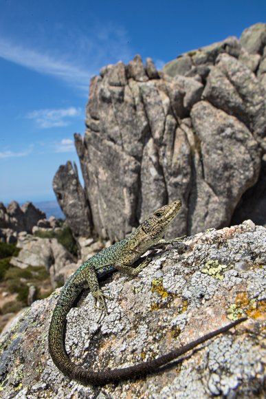 Lucertola di Bedriaga - Bedriaga's lizard