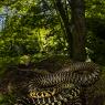 Biacco - Western whip snake (Hierophis viridiflavus)