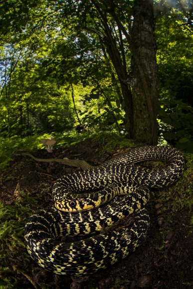 Biacco - Western whip snake (Hierophis viridiflavus)