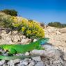 Ramarro gigante - Balkan green lizard (Lacerta trilineata)