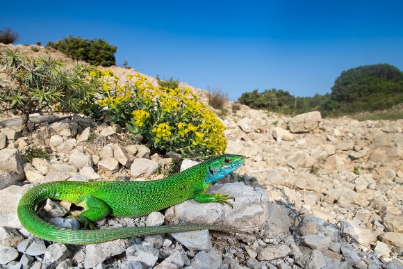 Ramarro gigante - Balkan green lizard (Lacerta trilineata)