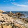 Lucertola tirrenica - Tyrrhenian wall lizard (Podarcis tiliguerta) 