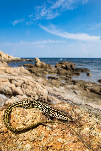 Lucertola tirrenica - Tyrrhenian wall lizard (Podarcis tiliguerta) 