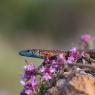 Algiroide magnifico - Dalmatian algyroides (Algyroides nigropunctatus)