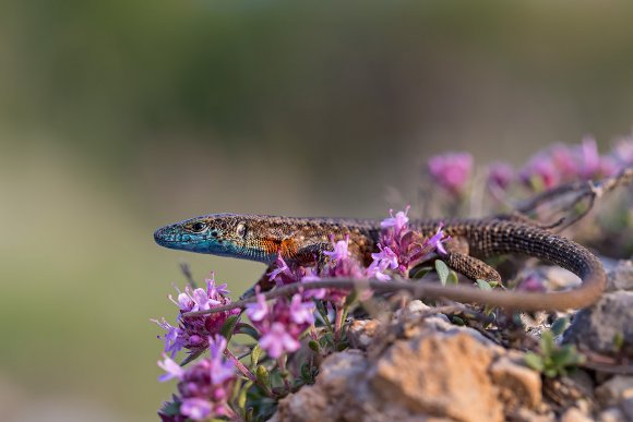 Algiroide magnifico - Dalmatian algyroides (Algyroides nigropunctatus)