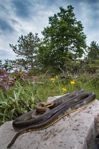 Saettone - Aesculapian snake (Zamenis longissimus)