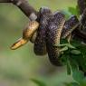 Saettone - Aesculapian snake (Zamenis longissimus)