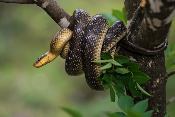 Saettone - Aesculapian snake (Zamenis longissimus)