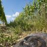 Biacco - Western whip snake (Hierophis viridiflavus)