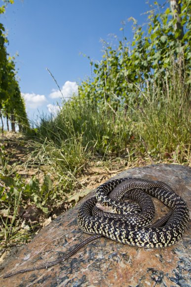 Biacco - Western whip snake (Hierophis viridiflavus)