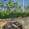 Biacco - Western whip snake (Hierophis viridiflavus)