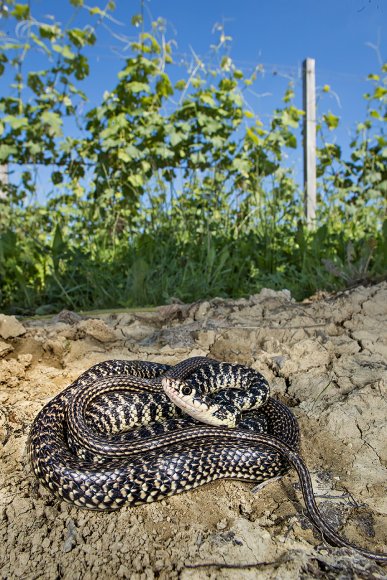 Biacco - Western whip snake (Hierophis viridiflavus)