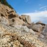 Geco verrucoso -  Mediterranean house gecko (Hemidactylus turcicus)