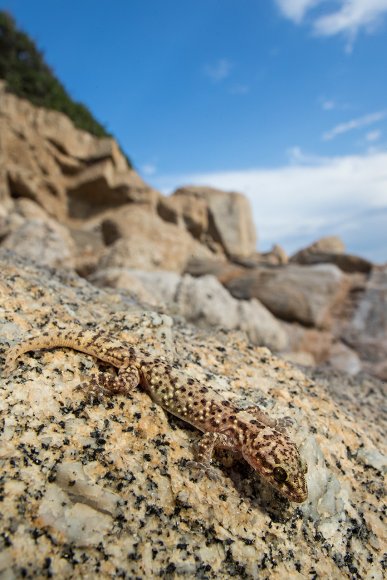 Geco verrucoso -  Mediterranean house gecko (Hemidactylus turcicus)