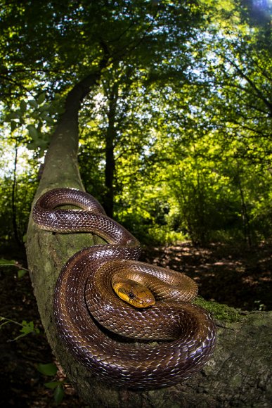 Saettone - Aesculapian snake (Zamenis longissimus)