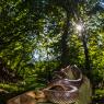 Saettone - Aesculapian snake (Zamenis longissimus)