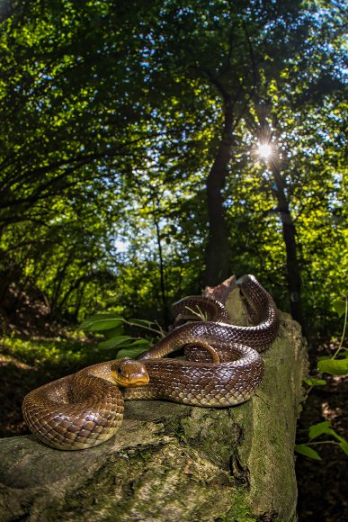 Saettone - Aesculapian snake (Zamenis longissimus)